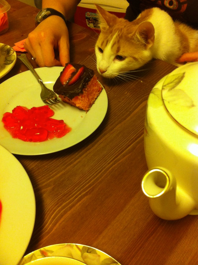 Cat wants cake