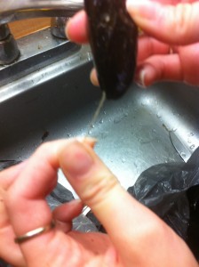 Debearding and cleaning Mussels