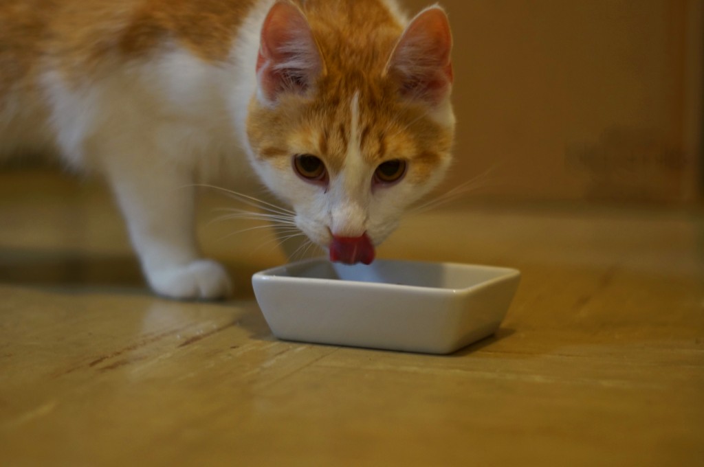 Cat Eating Fish