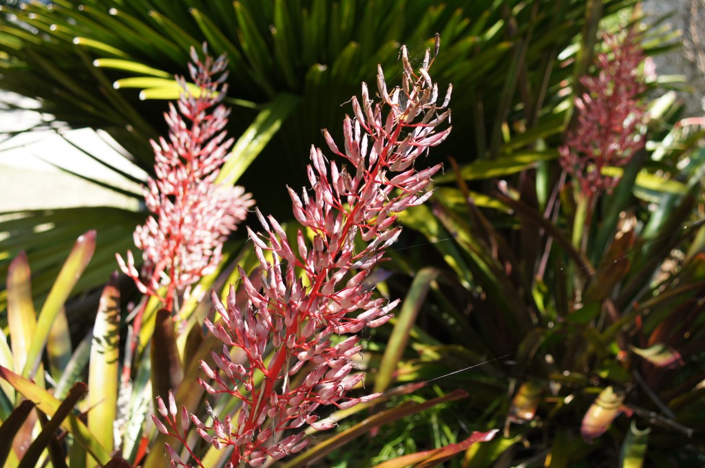 Pink flowering stalk Miami Beach Botanical Garden