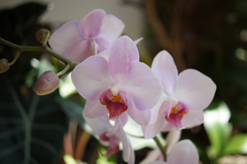 a light pink orchid Miami Beach Botanical Garden