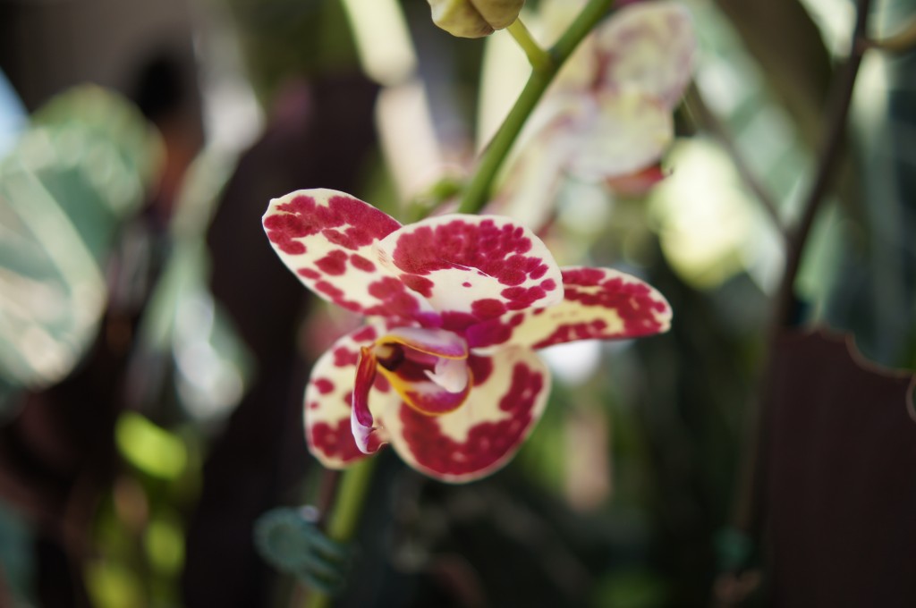 A Gorgeous Red and White Orchid Miami Beach Botanical Garden