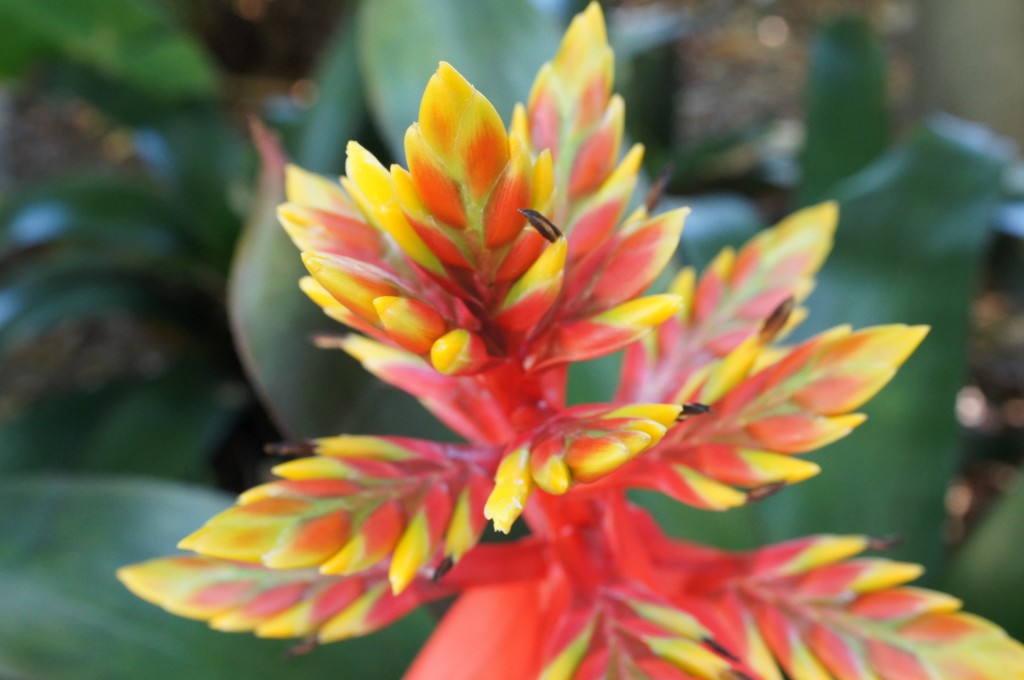 Aechmea sp. Miami Beach Botanical Garden