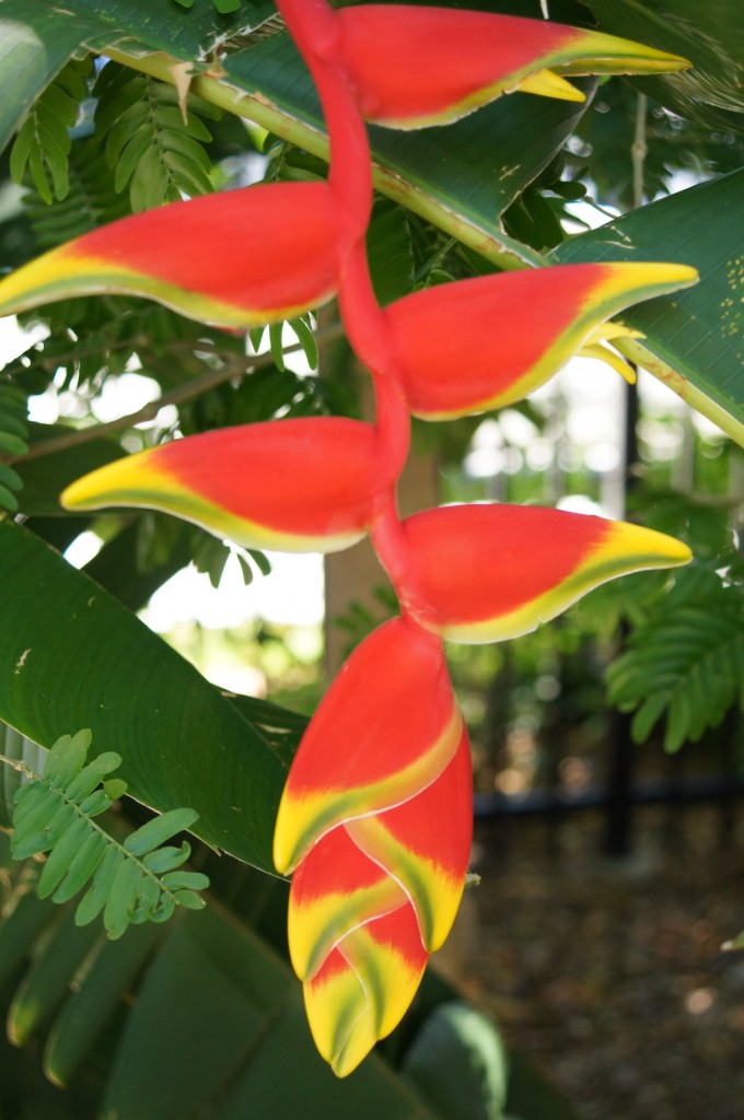 Pendent Heliconia Miami Beach Botanical Garden