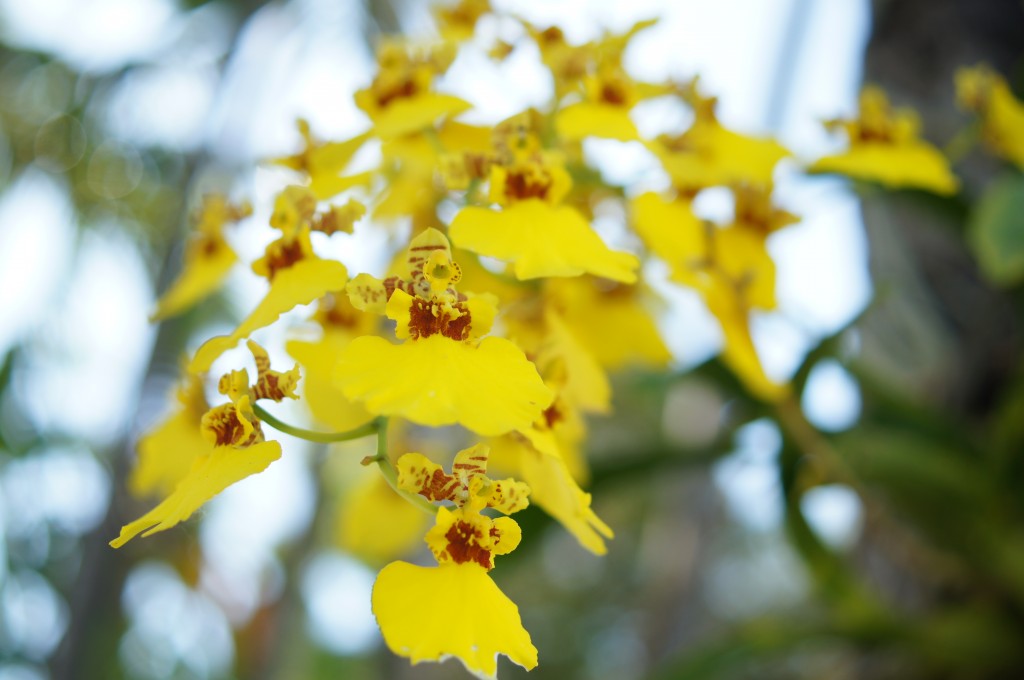 Pretty flowers Miami Beach Botanical Garden