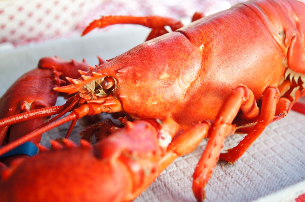 A Close-Up of the Beautifully Cooked Lobster