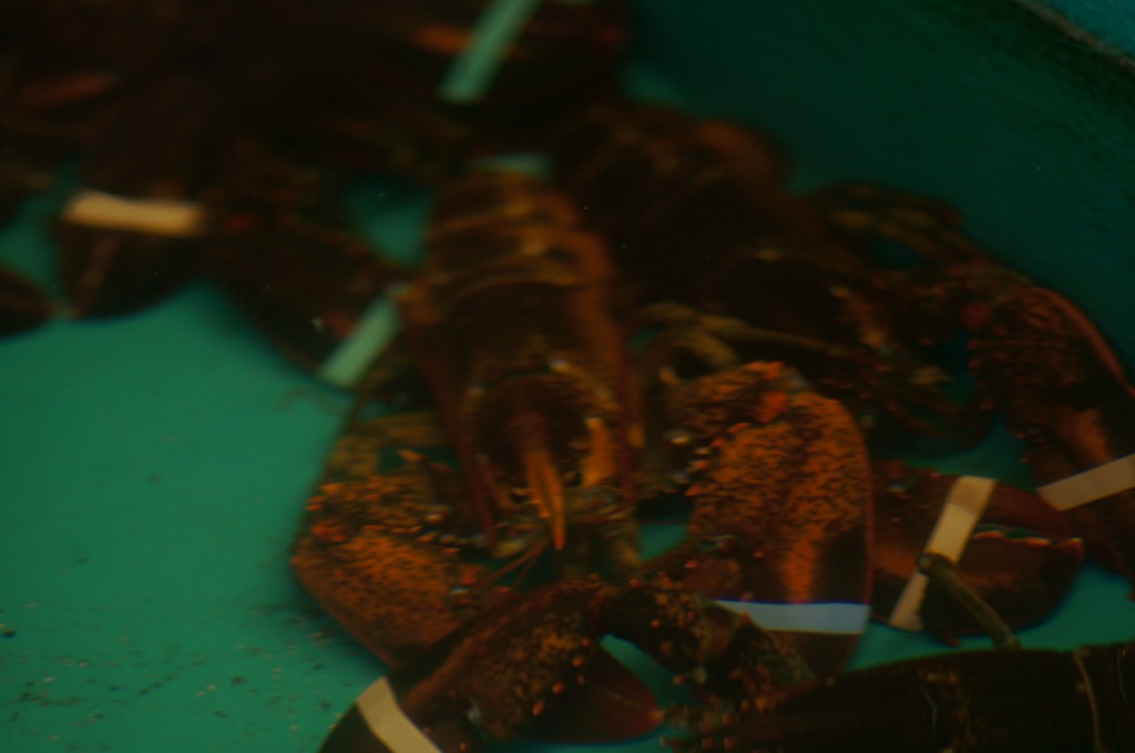 Close-Up of the Live Lobsters 