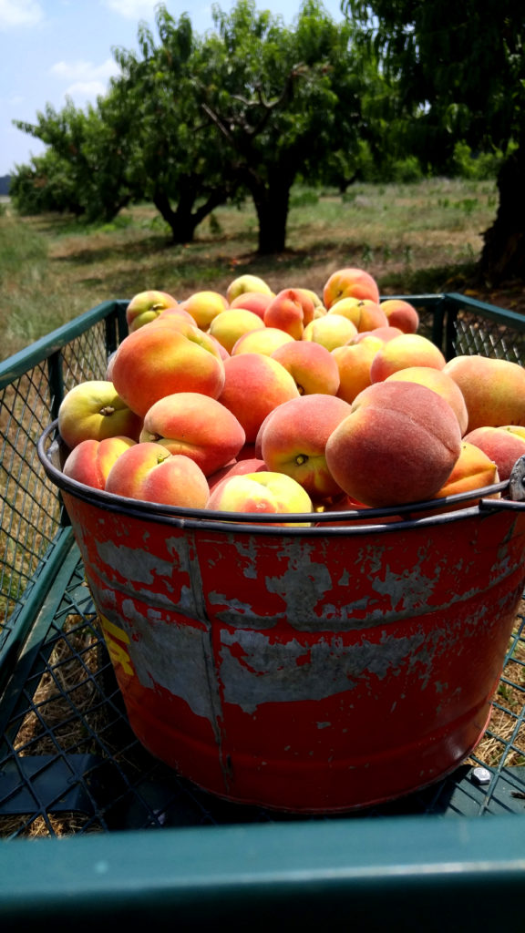 Bucket of Freshly Picked Peaches from Gregg Farms