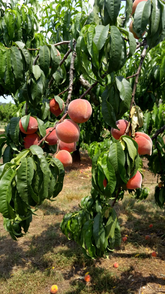 Peach Tree Branch at Gregg Farms Peach Orchard