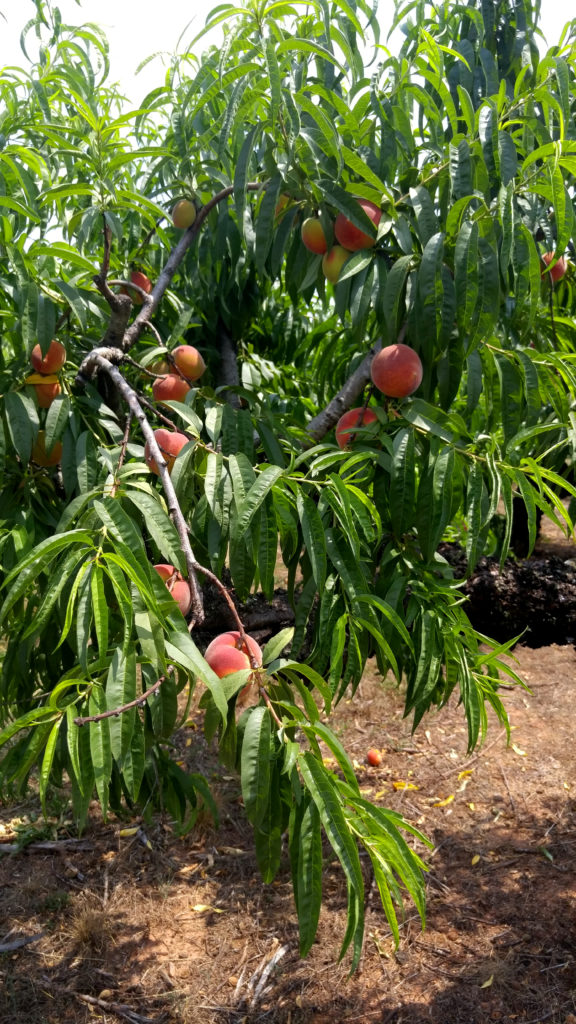U-Pick Georgia Peach Tree at Gregg Farms