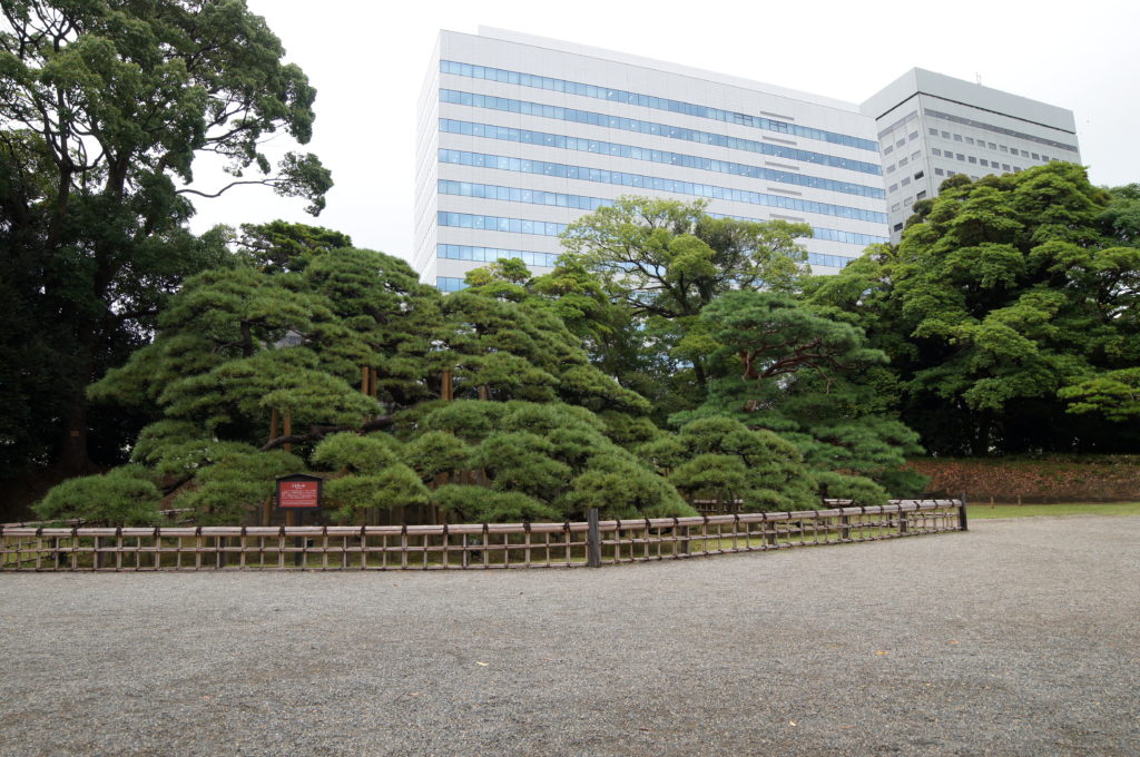 300-Year-Old Pine Tree