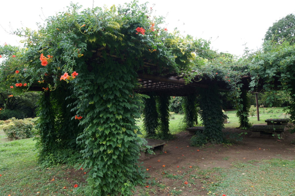 Arbor Covered with Chinese Trumpet Vines
