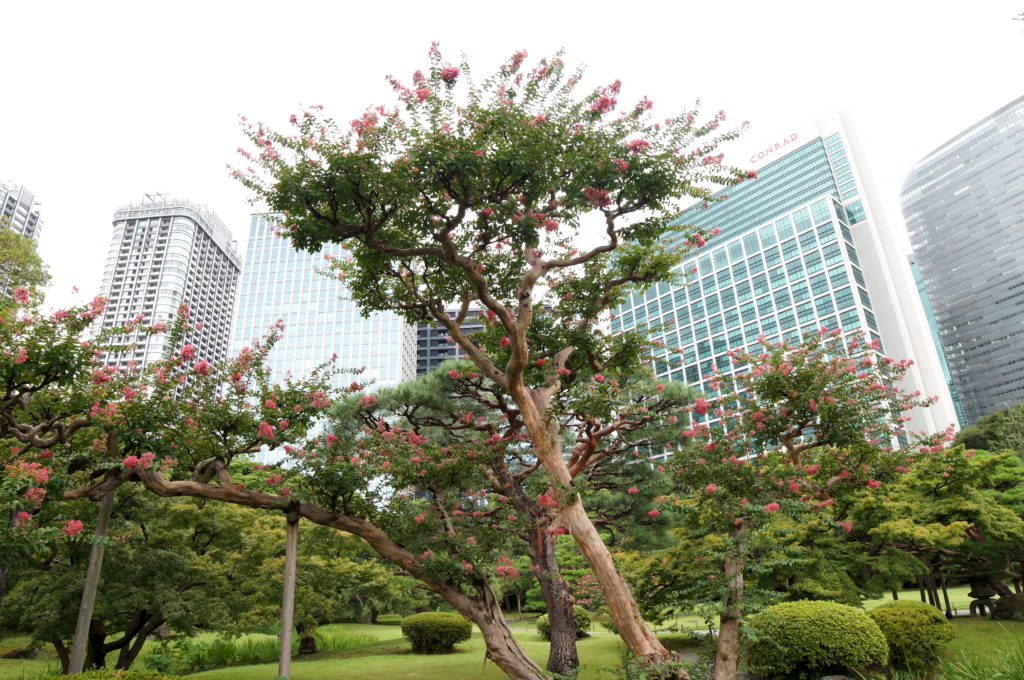 Blossoming Crape Myrtle Trees