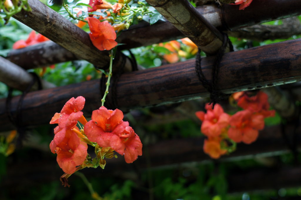 Close-Up of Chinese Trumpet Vine