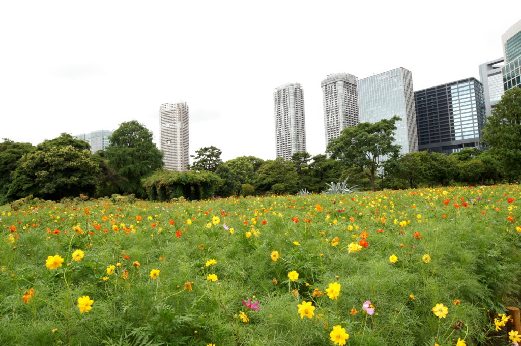 Field of Multi-Colored Cosmos