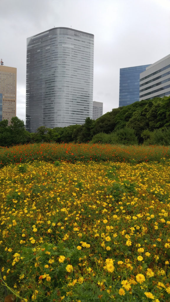 field-of-yellow-and-red-cosmos