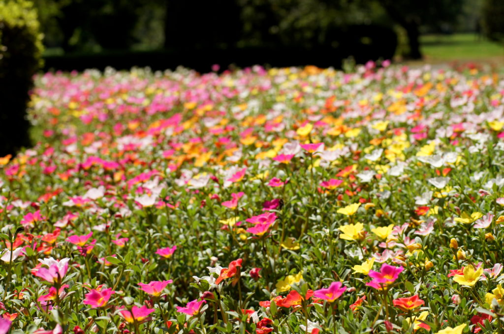 A Close-Up of the Multi-Colored Flowers