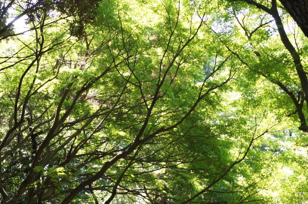 Beautiful Canopy of Trees in Shinjuku Gyoen National Garden