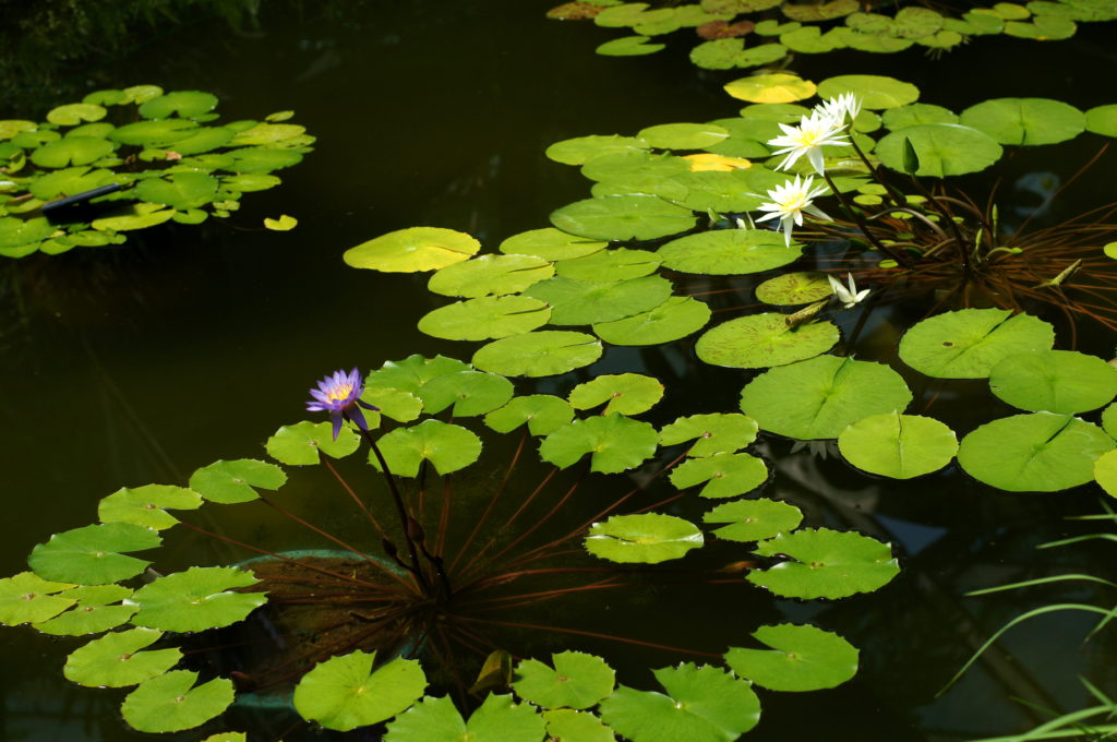 Blossoming Lily Pads in Shinjuku Gyoen Greenhouse