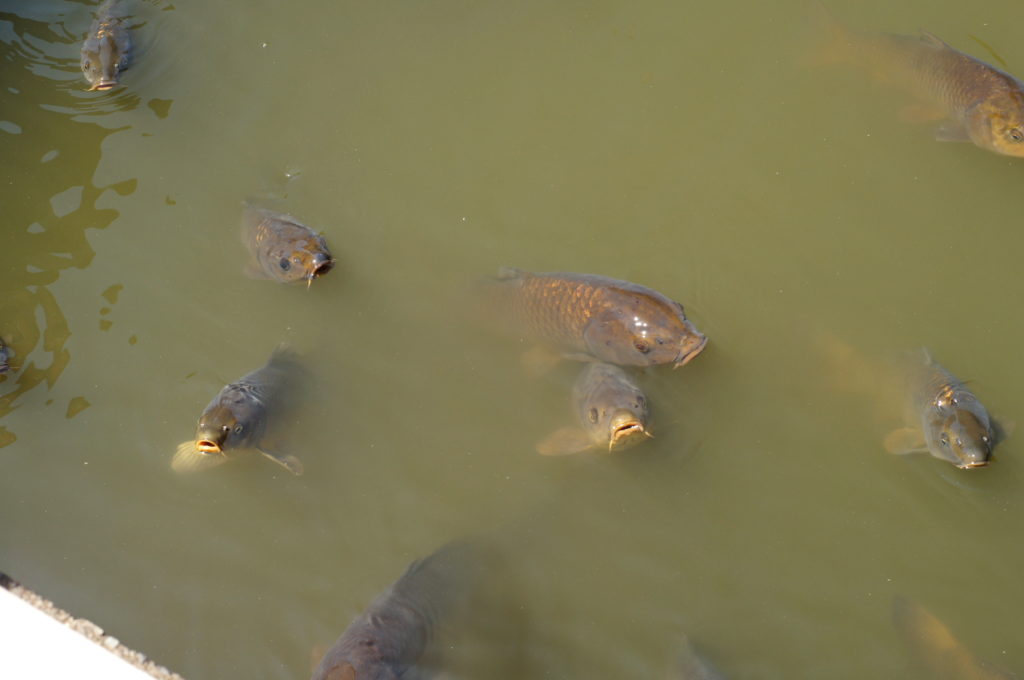 Carp Swimming in the Shinjuku Gyoen Lake