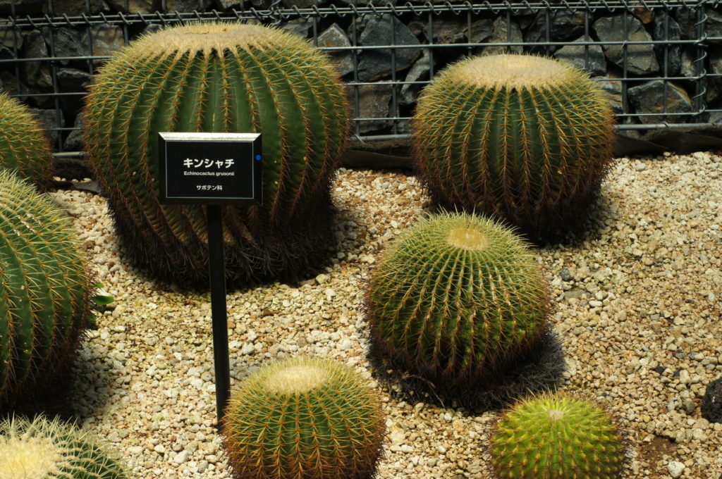 Golden Barrel Cactus (Echinocactus grusonii) in Shinjuku Gyoen Greenhouse