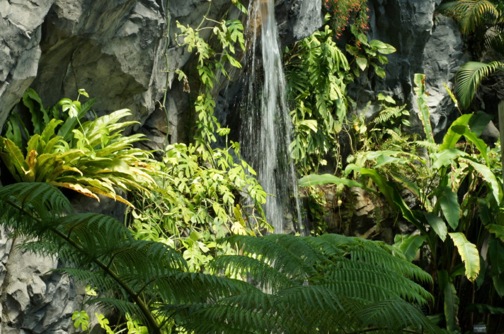 Rock waterfall with Ferns in Shinjuku Gyoen Greenhouse 