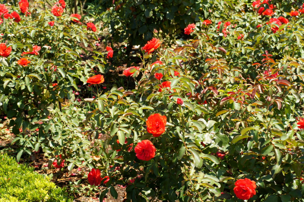 Roses in Shinjuku Gyoen National Garden