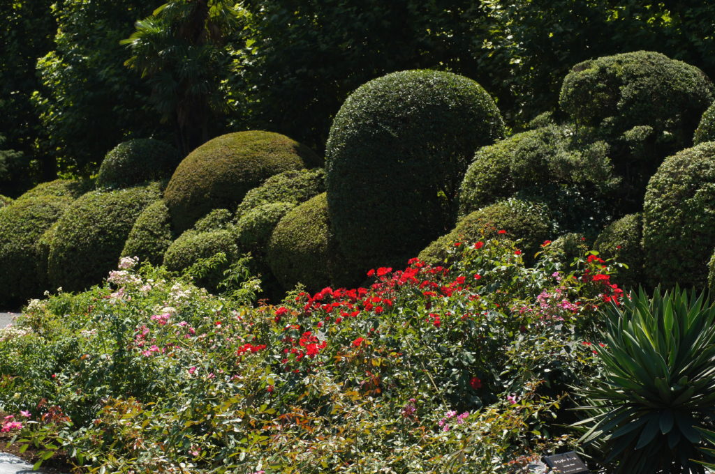 The French Rose Garden in Shinjuku Gyoen National Garden