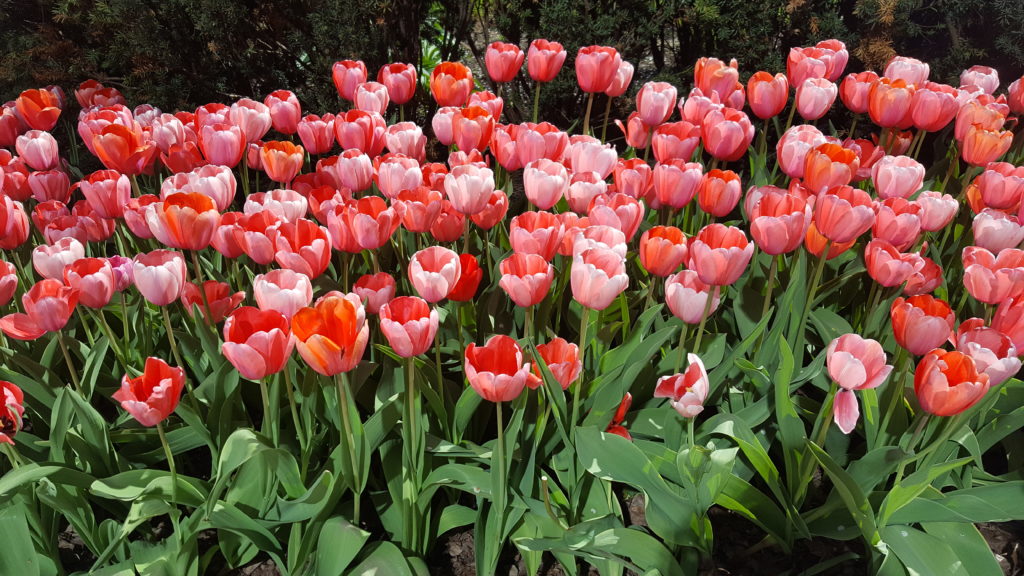 Tulips in Millennium Park