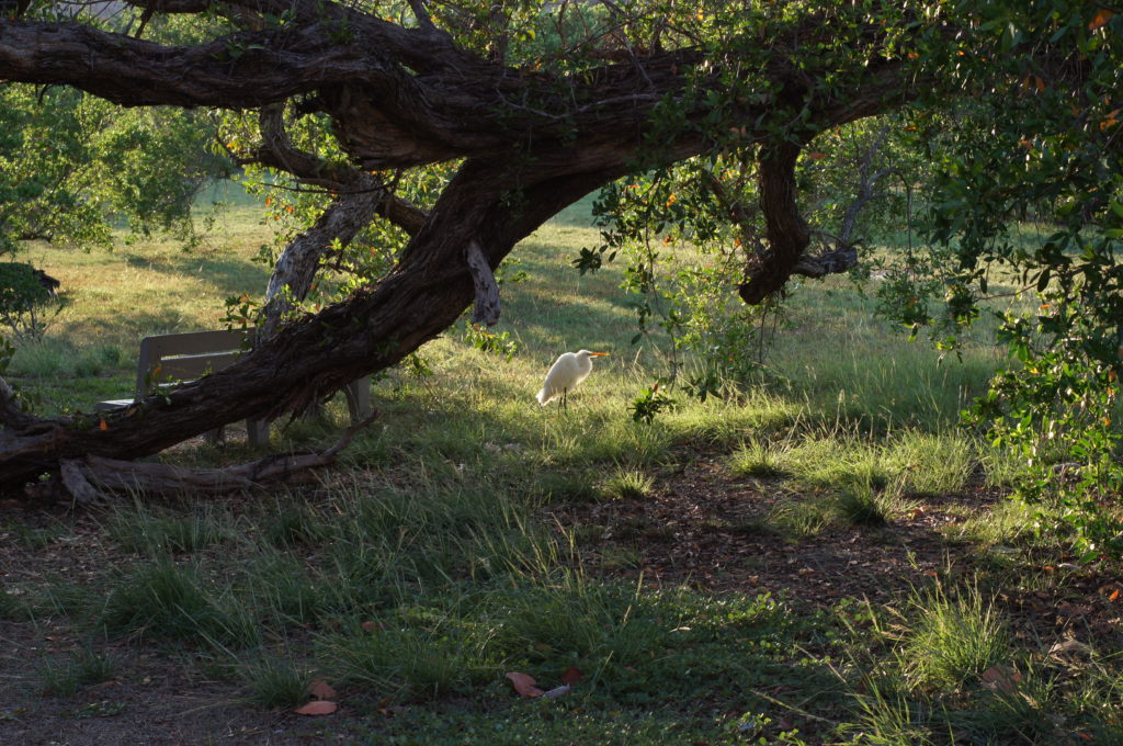 Great Egret in Garden Key Bird Watching Area
