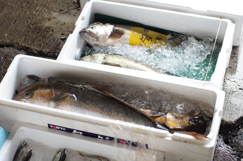 Fresh Fish for Sale at Tsukiji Market