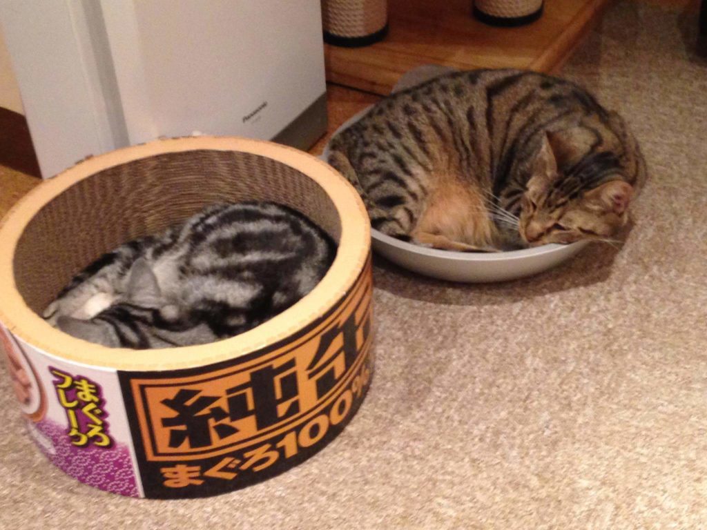 Sleeping Cats in Neko Jalala Cat Café in Akihabara