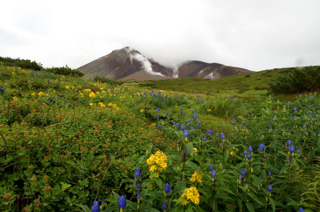 View of Mount Asahidake with Wildflowers in Late August 