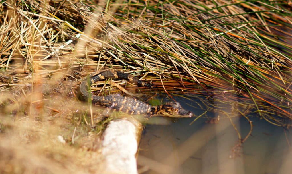 A Baby Alligator Lounging at the Edge of the Water in Shark Valley 