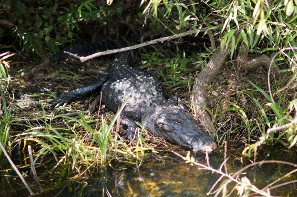 A Lazy Alligator Basking in the Sun at Shark Valley, Everglades National Park 