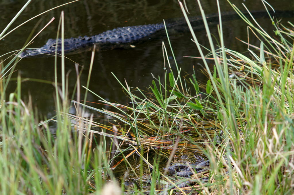 A Mother Alligator (Top) Keeps a Watchful Eye on her Hatchlings (Bottom) at Shark Valley 