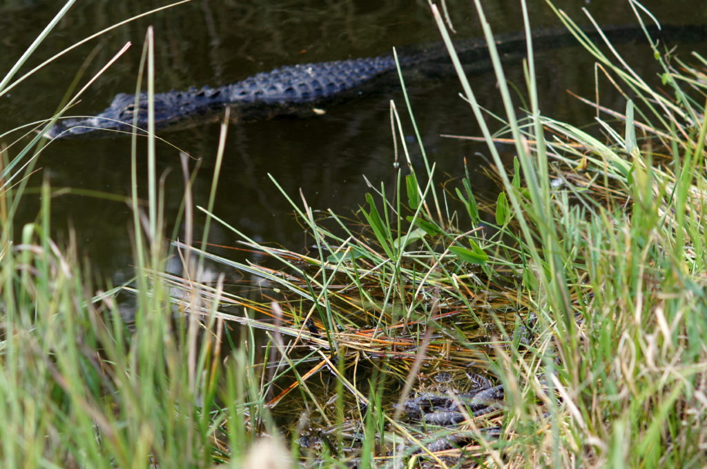 A Mother Alligator (Top) Keeps a Watchful Eye on her Hatchlings (Bottom) at Shark Valley 