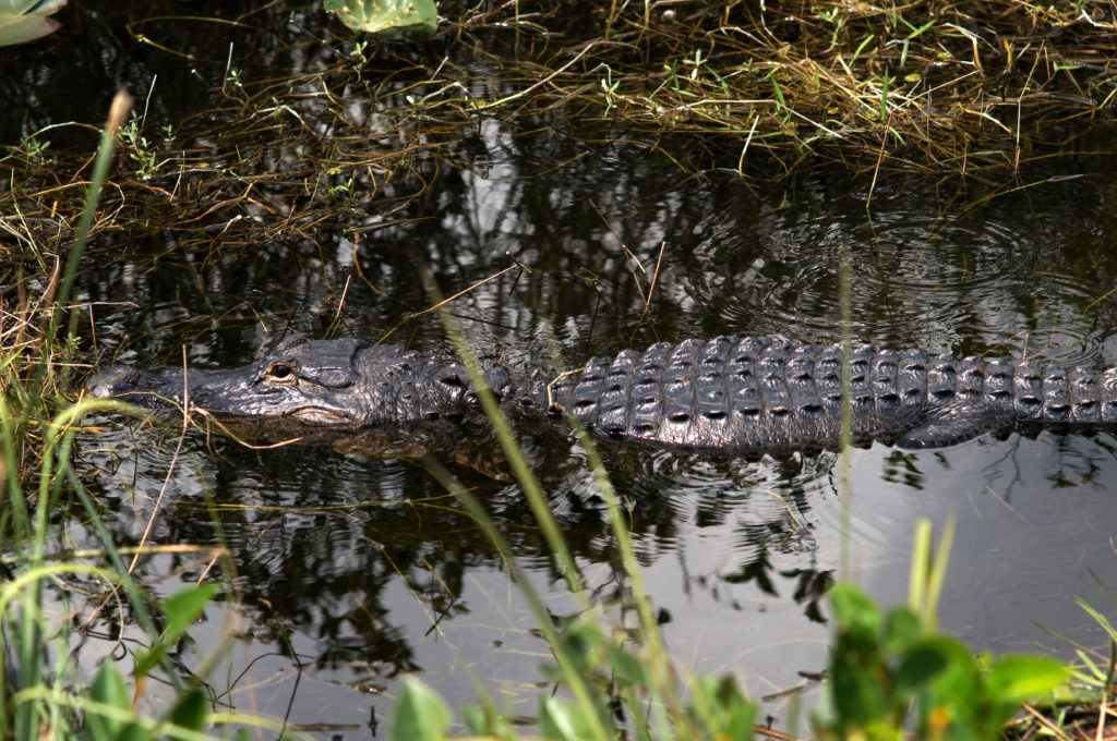 Alligator Swimming in Shark Valley, Everglades National Park 