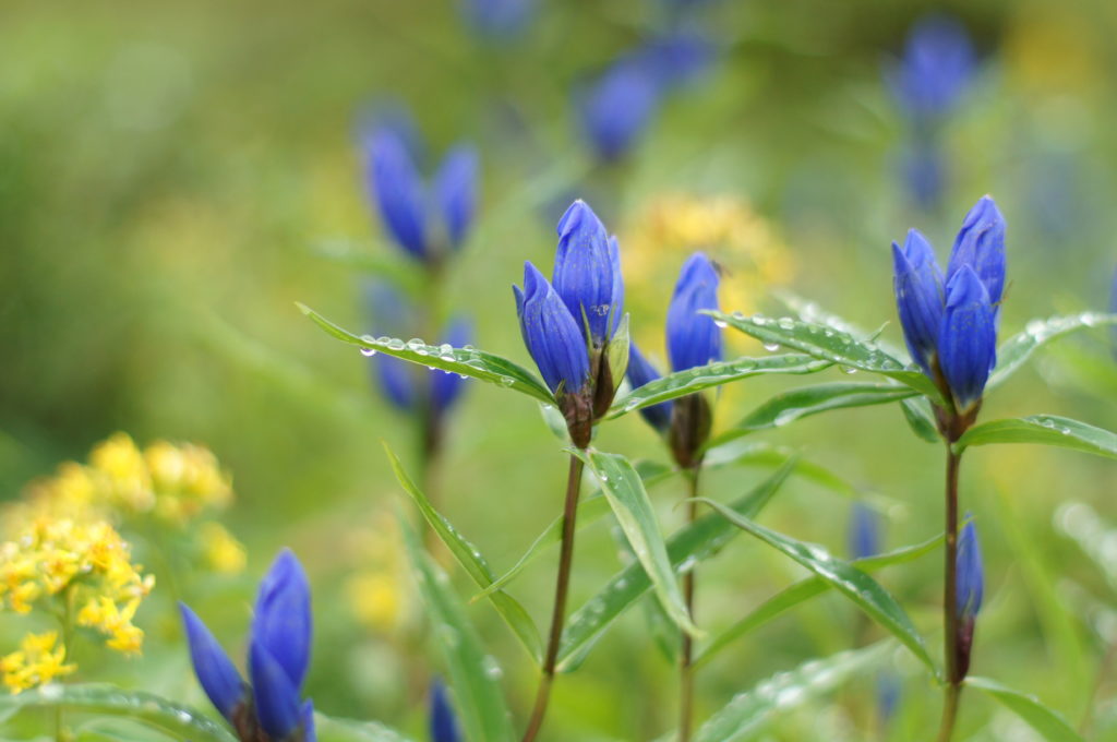 Beautiful Alpine Flowers Seen From the Path Around Asahidara 