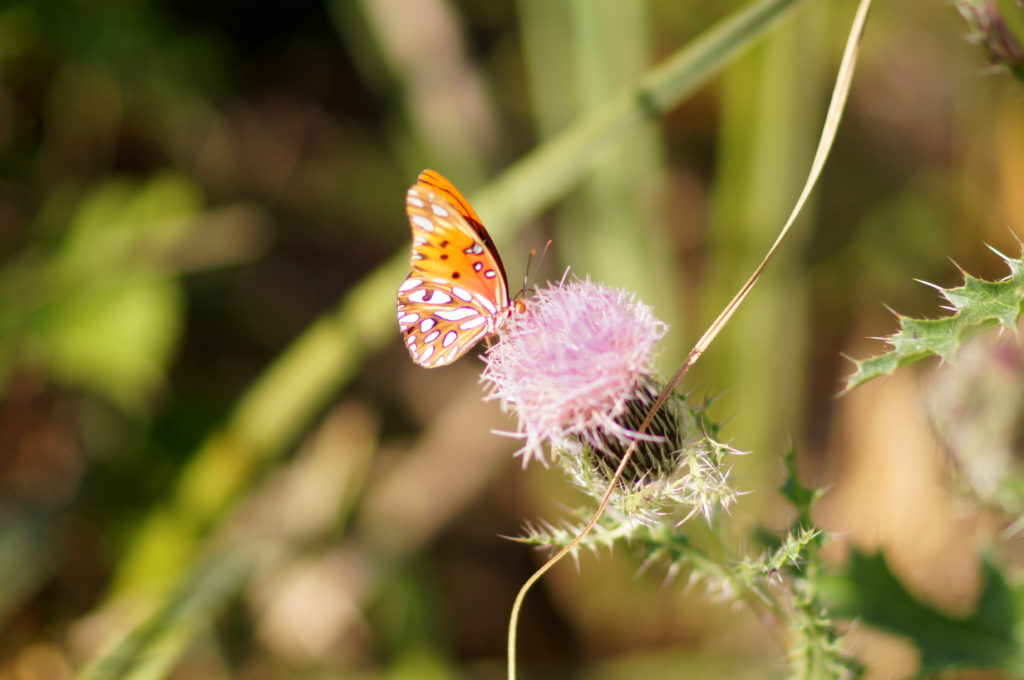 Butterfly on Flower in Shark Valley, Everglades 