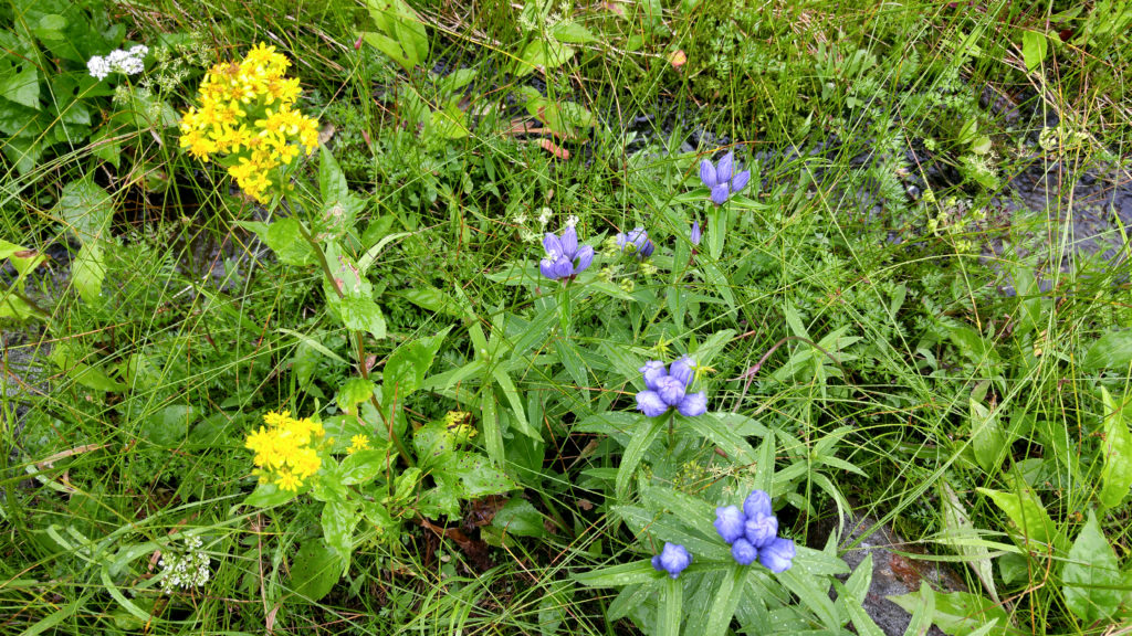 Flowers in Alpine Meadow on Hiking Trail to Sugatami Station in Daisetsuzan