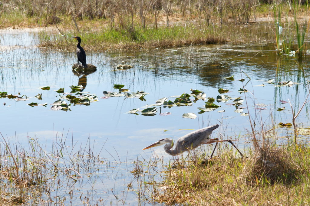 Great Blue Heron Lunging for Fish 