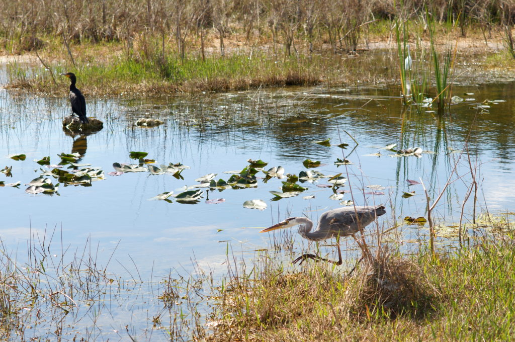 Great Blue Heron Stalking its Prey 