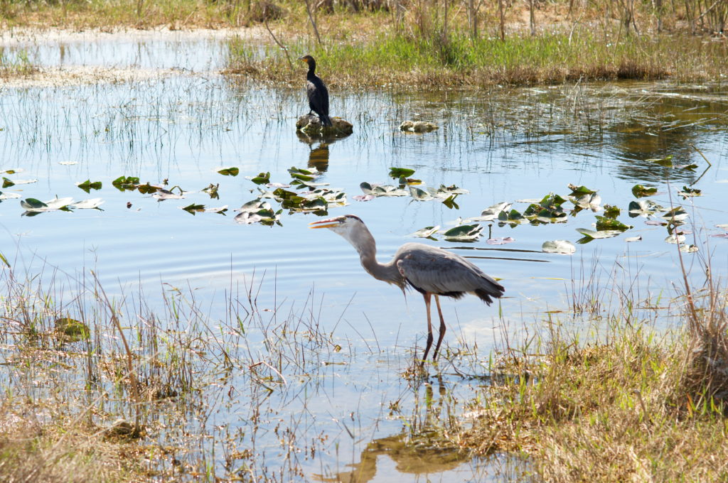 Great Blue Heron Swallowing Fish 