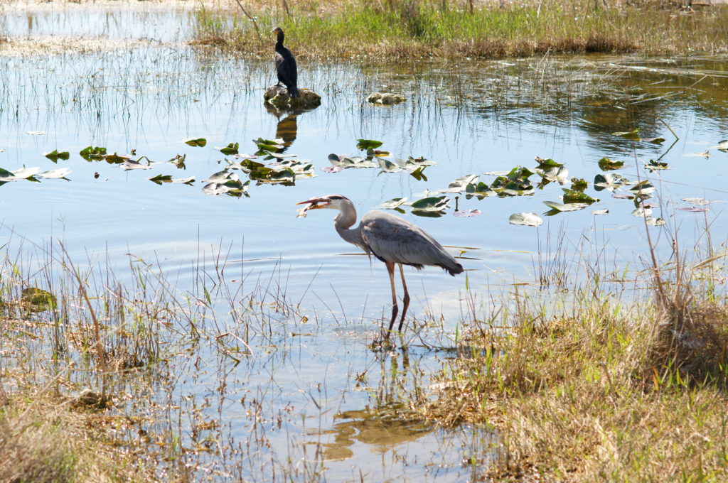 Great Blue Heron with Fish 