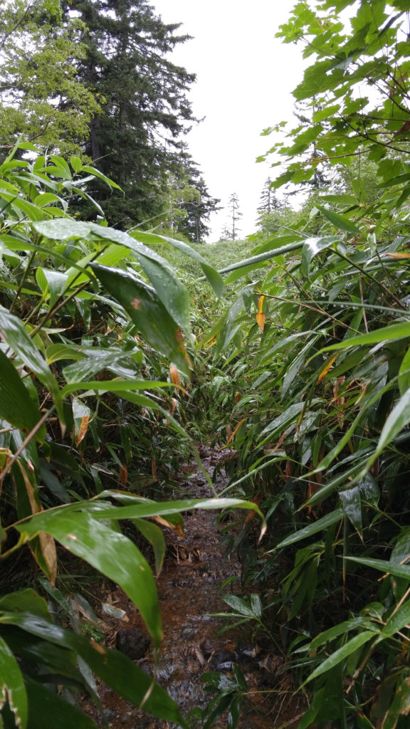 The Trail Overgrown with Bamboo and Flooded from Rain