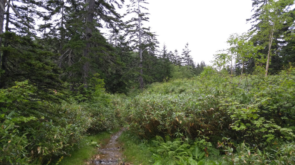 The Trail Up to Sugatami Station from Asahidake Onsen