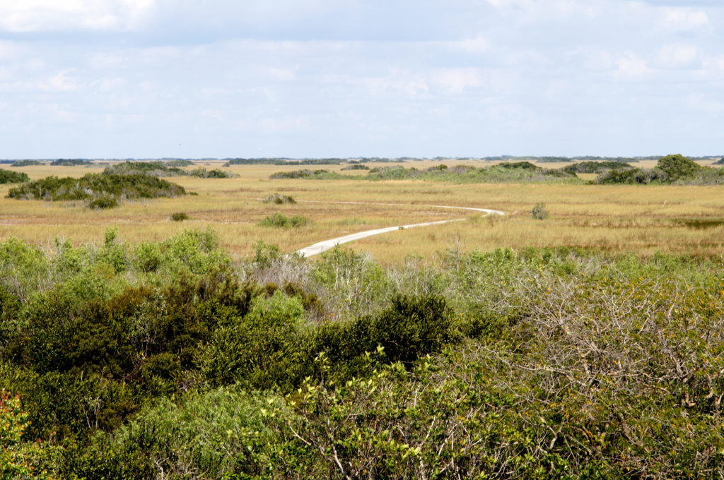 View from the Shark Valley Observation Tower 