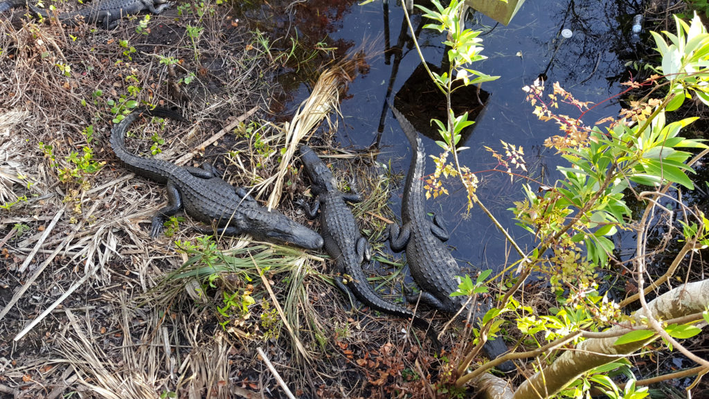 View of Alligators from the Shark Valley Observation Tower small