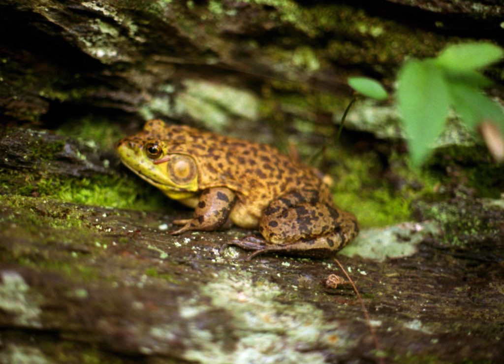 Bullfrog We Saw Backpacking the Jacks River Trail in the Cohutta Wilderness Area